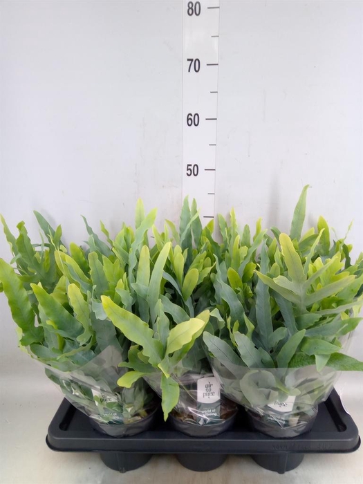 <h4>Phlebodium aureum 'Blue Star'</h4>