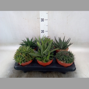 Aloe   ...mix
