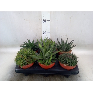 Aloe   ...mix