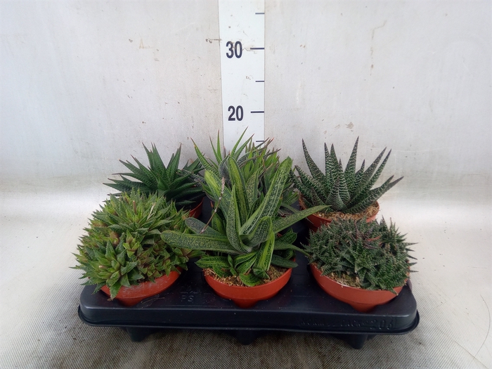 <h4>Aloe   ...mix</h4>
