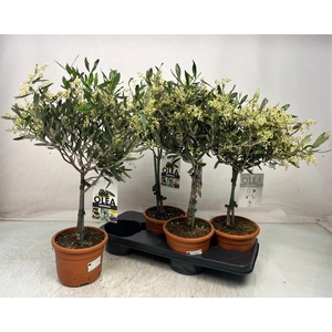 OLEA EUROPAEA