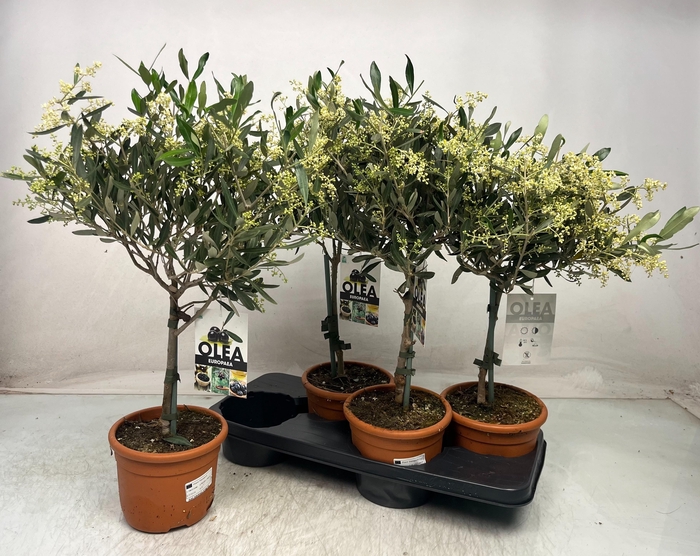 <h4>OLEA EUROPAEA</h4>