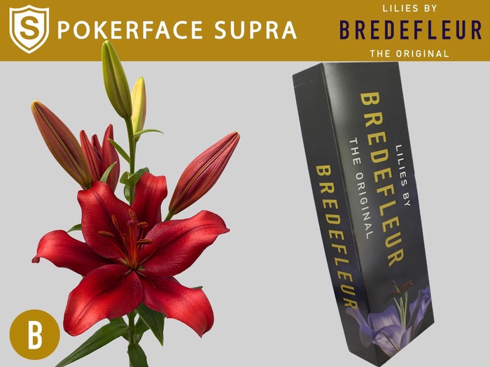 <h4>LI LA POKERFACE SUPRA QUALITY BOX</h4>