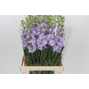 Matthiola Iron Marine
