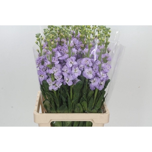 Matthiola Iron Marine