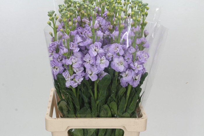 <h4>Matthiola Iron Marine</h4>