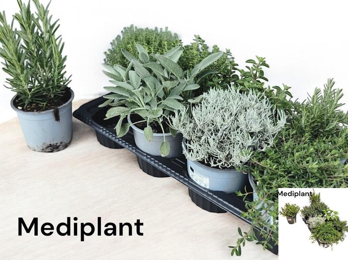 <h4>TUINKRUIDEN GEM</h4>