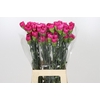Dianthus St Bizet