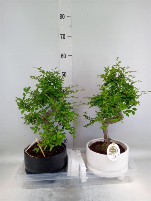 <h4>Bonsai   ...mix</h4>