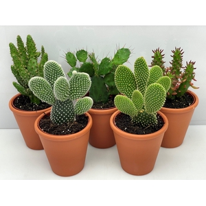 OPUNTIA