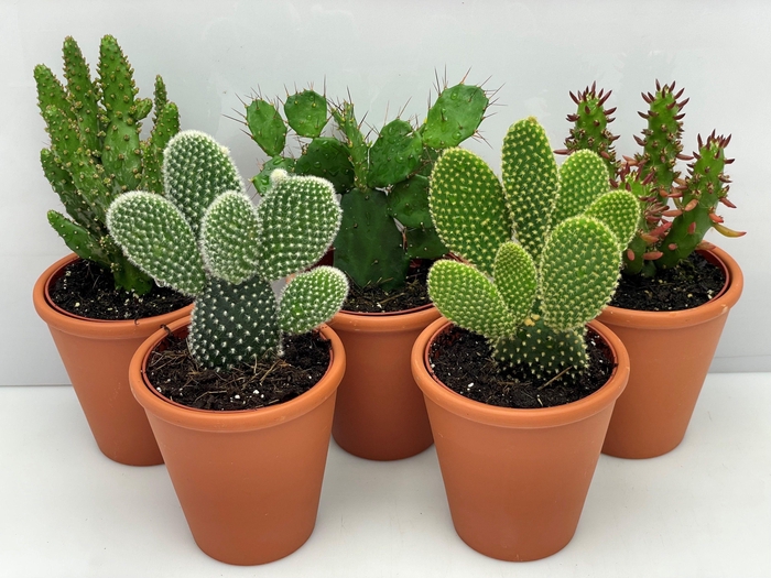 <h4>OPUNTIA</h4>