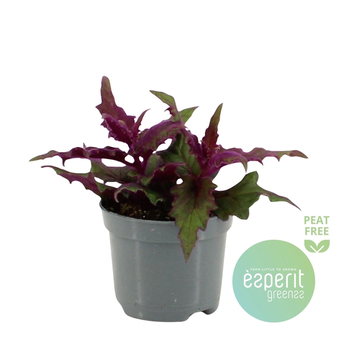 <h4>Gynura auran. Purple Passion</h4>