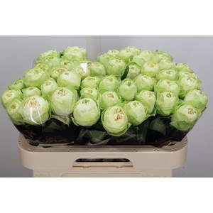 R Gr White Kahala-bb