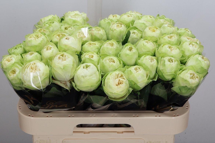 <h4>R Gr White Kahala-bb</h4>