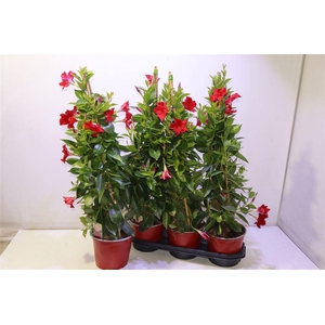 Mande Rio Grande Red