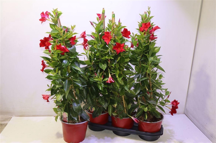 <h4>Mande Rio Grande Red</h4>