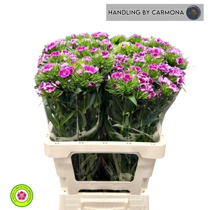 DI BARB S WILL PURPL