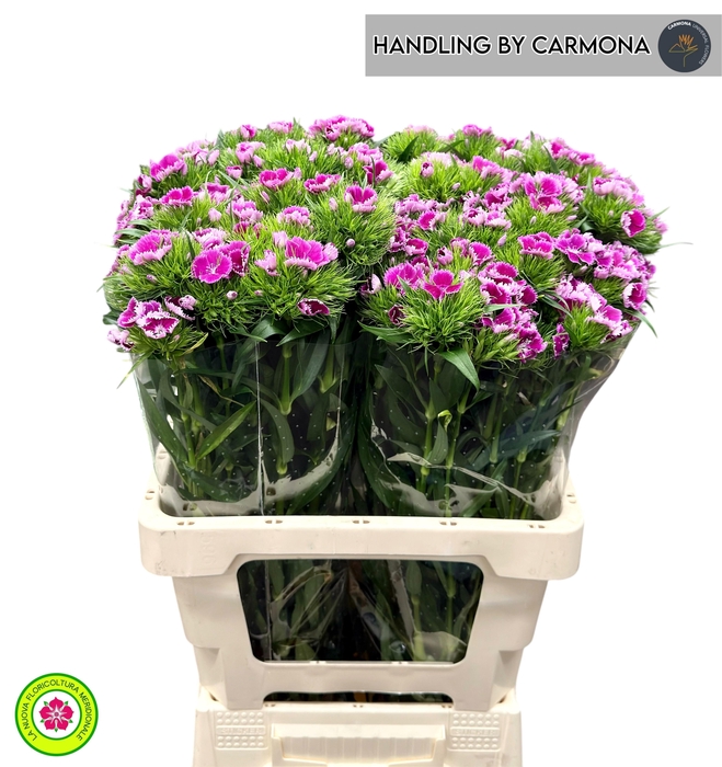 <h4>DI BARB S WILL PURPL</h4>