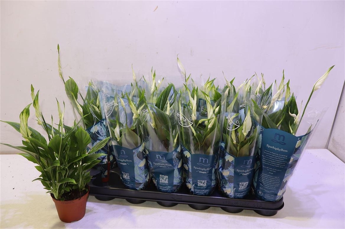 <h4>Spath Chopin</h4>