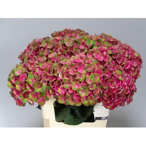 Hydr M Mag Charlotte Red 60cm