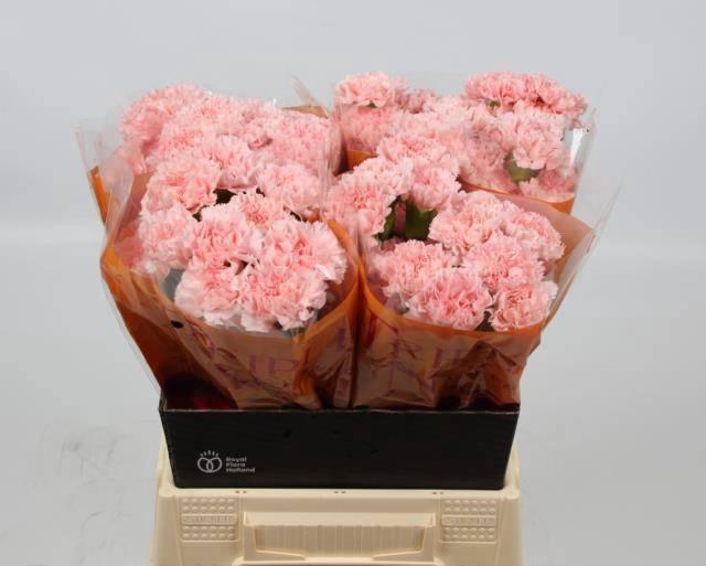 <h4>DI ST JODIE</h4>