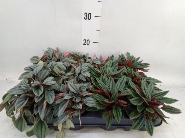 <h4>Peperomia   ...mix</h4>
