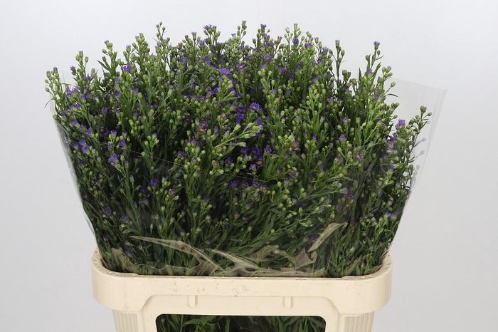<h4>Aster Casamare</h4>