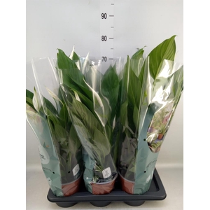 Spathiphyllum  'Bingo Cupido'