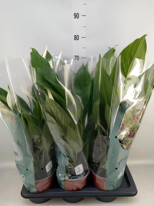 <h4>Spathiphyllum 'Bingo Cupido'</h4>