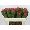 Protea Brenda