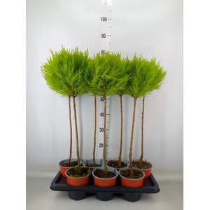 Cupressus macro. 'Goldcrest' .shape