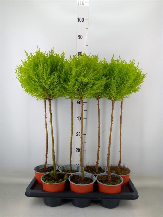 <h4>Cupressus macro. 'Goldcrest' .shape</h4>