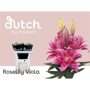 Li Or Du Rl Viola