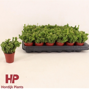 Rhipsalis mesembryanthemoides 5,5cm