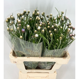 Centaurea Cyanus White
