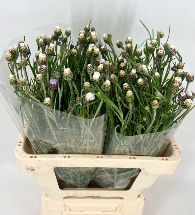 <h4>Centaurea Cyanus White</h4>