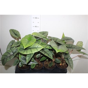 Alocasia Patinum New Srt!!!