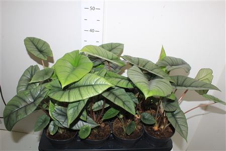 <h4>Alocasia Patinum New Srt!!!</h4>