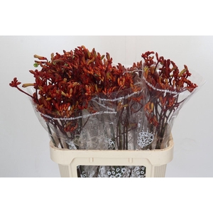 Kangaroo Paw Early Spring Indoor