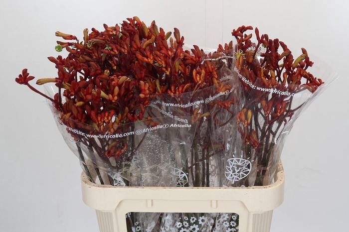 <h4>Kangaroo Paw Early Spring Indoor</h4>