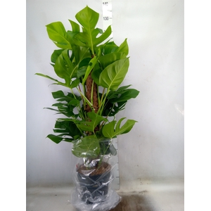 Monstera pertusum