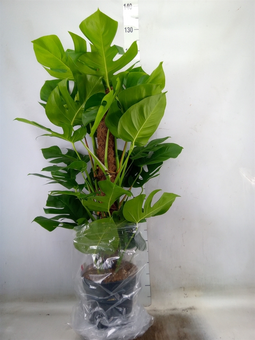 <h4>Monstera pertusum</h4>
