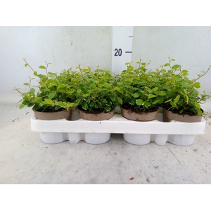 Ficus pumila 'White Sunny'