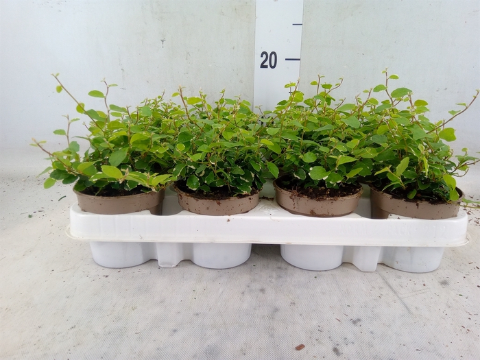 <h4>Ficus pumila 'White Sunny'</h4>