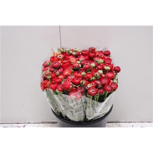 Ranunculus Elegance Red