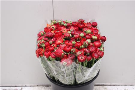 <h4>Ranunculus Elegance Red</h4>