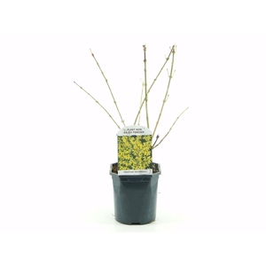 Forsythia int. Goldrausch