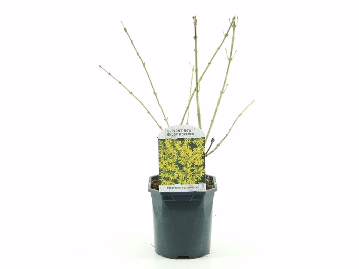 <h4>Forsythia int. Goldrausch</h4>