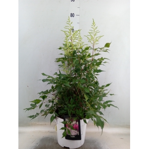 Astilbe   ...