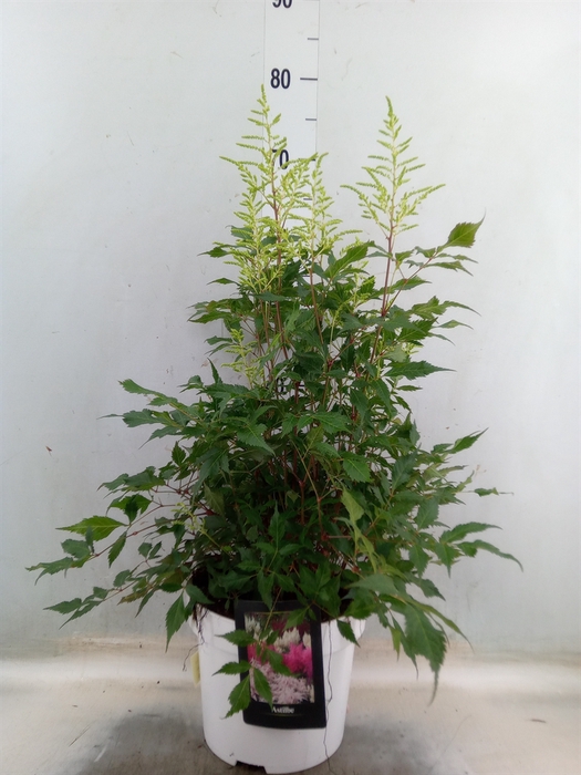 <h4>Astilbe   ...</h4>